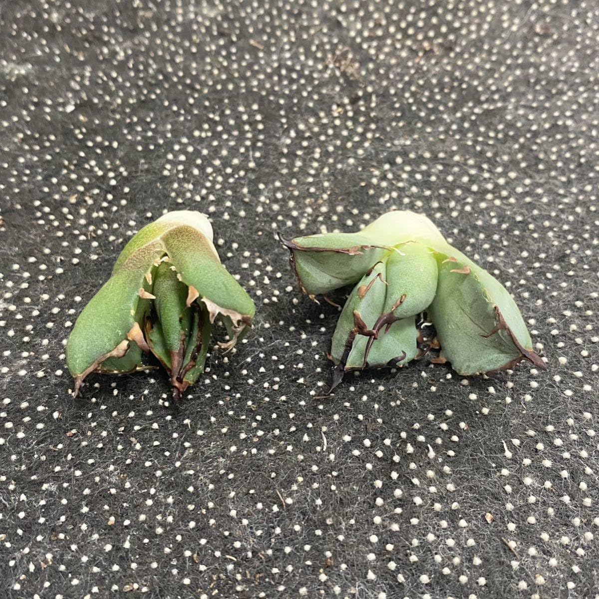 Amazon.co.jp: 多肉植物アガベ チタノタ黑鯨 子株,三叉戟 子株 Amazon.co.jp: 多肉植物アガベ チタノタ黑鯨 子株,三叉戟 子株